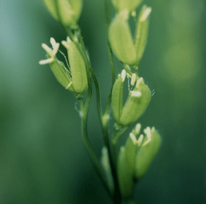 稲の花写真