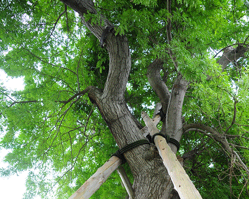 村の木サイカチ 村の木サイカチ
